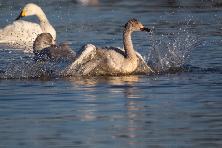 Cygnet Bewick's swan splashing, credit WWT and Rebecca Taylor.jpg